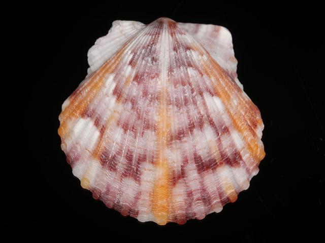 Argopecten gibbus Atlantic calico scallop Marine bivalve images