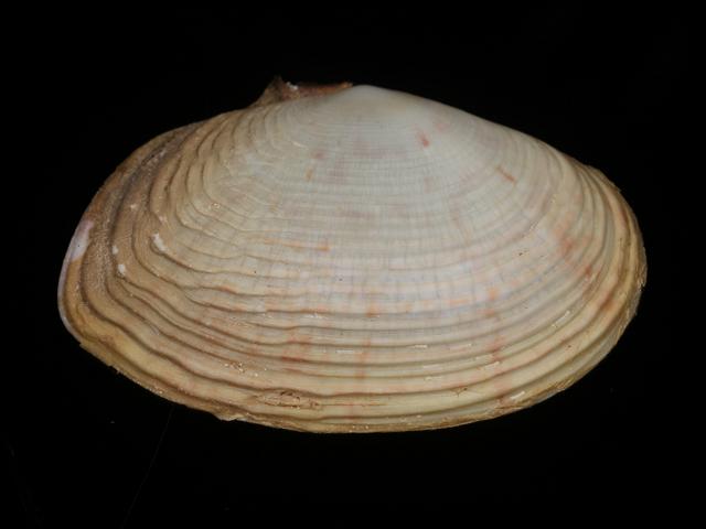 Gari virgata intermedia Sunset shell Marine bivalve images
