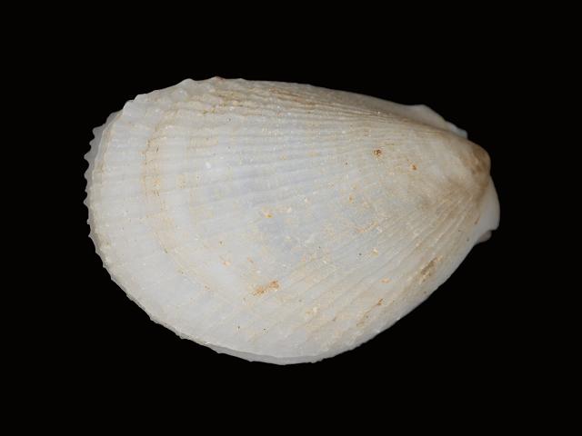 Limaria tuberculata File or Flame shell Marine Bivalve Images