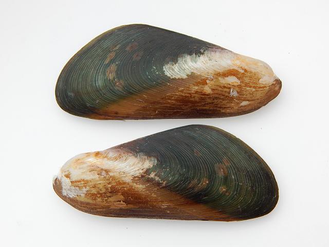 Mytella bicolor guyanensis Mussel marine bivalve images