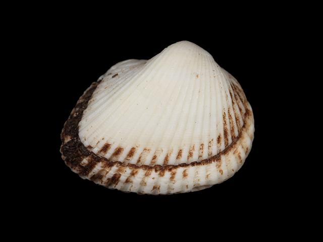 Noetia ponderosa Ponderous ark clam shell Marine Bivalve Images