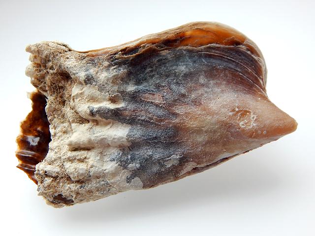 Streptopinna saccata Baggy pen shell Fan mussel Marine Bivalve Images