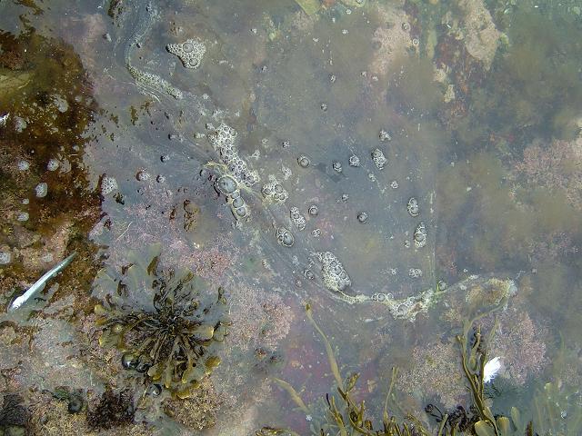 Karenia mikimotoi red tide dinofagellate st austell myzozoa images