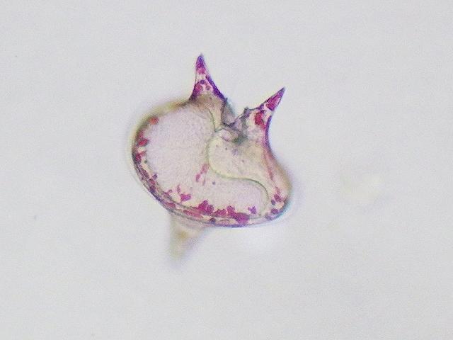 Protoperidinium depressum dinoflagellate myzozoa images