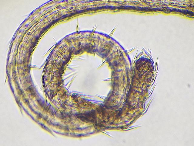 Spiny marine nematode found in colony of Honeycomb Worm Sabellaria alveolata images