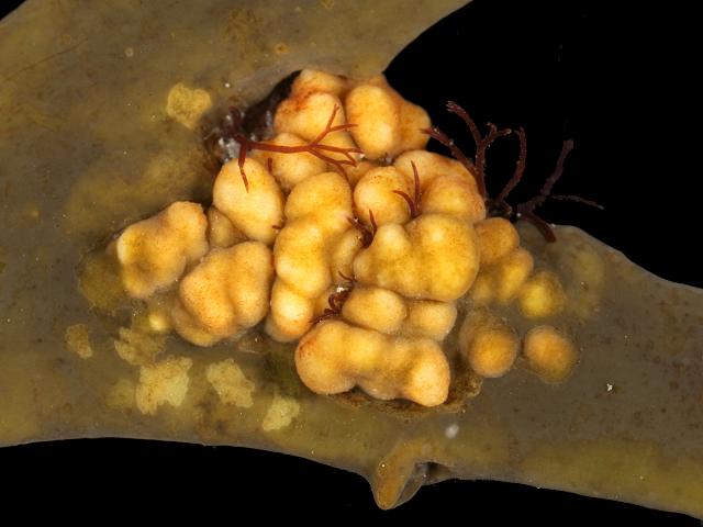 Halenchus fucicola nematode causing seaweed galls Ascophyllum nodosum Knotted or Egg Wrack Nematode images