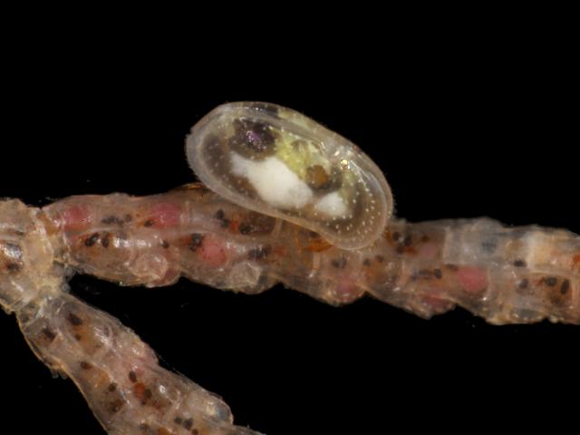 possibly Heterocythereis albomaculata Seed Mussel shrimp Ostracod ostracoda Images
