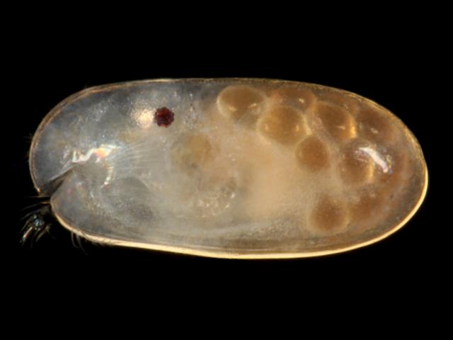 Cylindroleberis mariae Mussel seed Mussel Sand Shrimp Ostracod Images