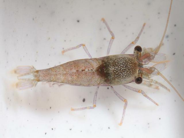 Eualus species Prawn and Shrimp Natantia Images