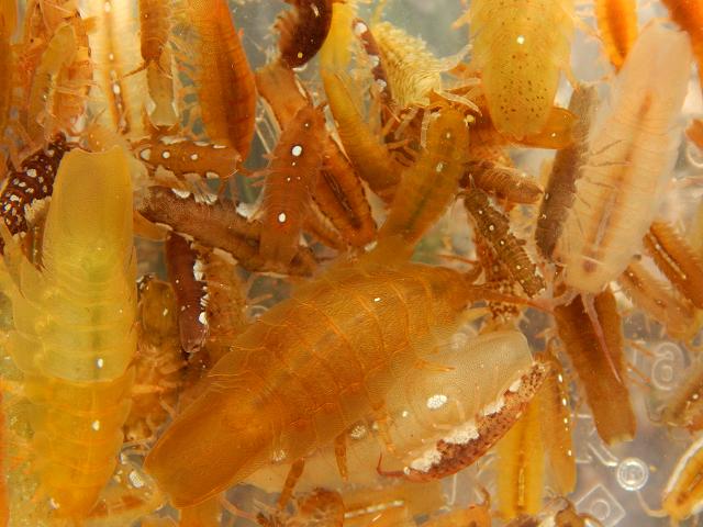 Collection of Idotea balthica and Idotea emarginata from driftweed Isopoda isopod Images
