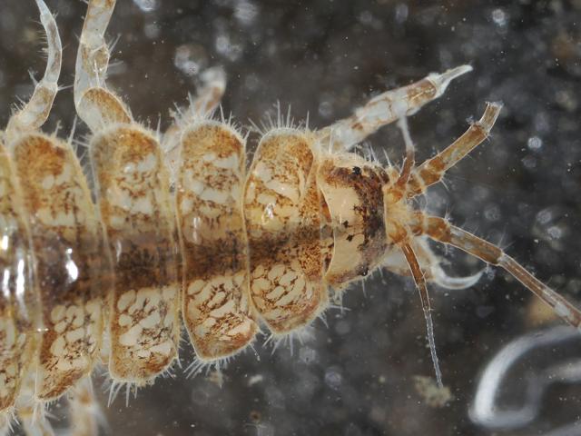 Proasellus meridianus meridianus One spotted water slater Isopoda Images