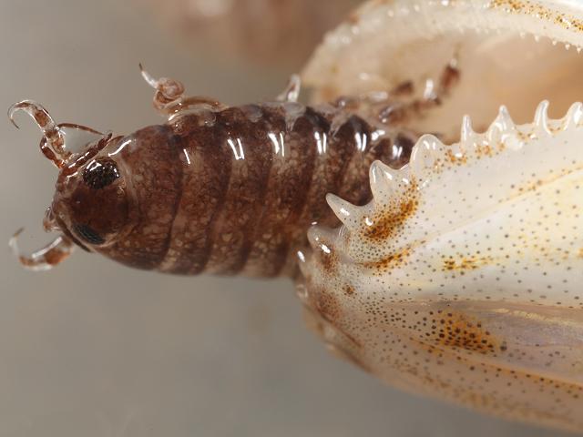 Ceratothoa steindachneri Isopod Isopoda Images