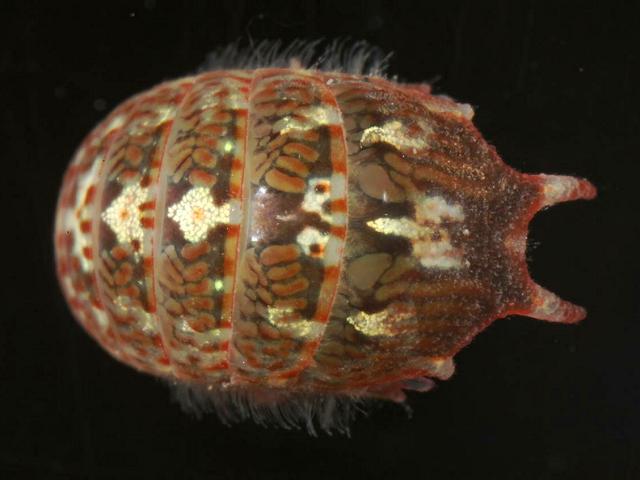Dynamene bidentata Marine Animal Resembling Woodlouse Isopoda Images