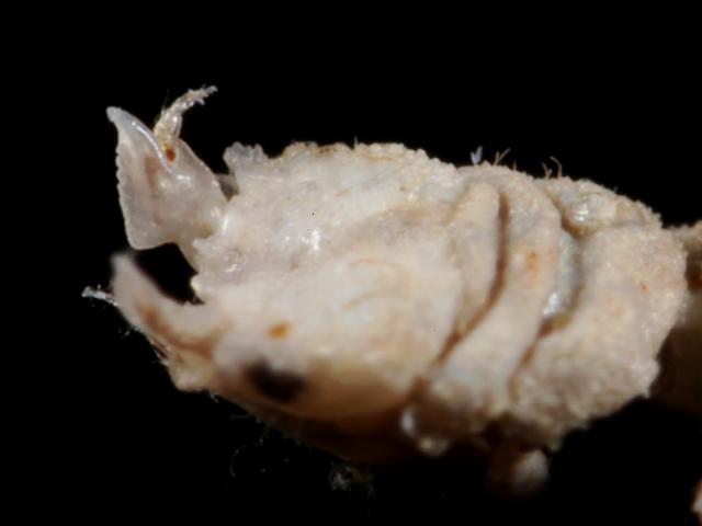 Gnathia dentata Marine Animal Resembling Woodlouse Isopoda Images