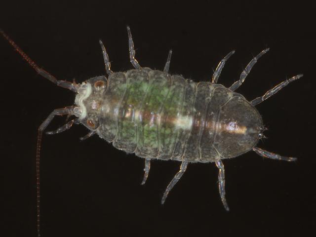 Jaera albifrons group forsmani ischiosetosa praehirsuta janiridae Marine Animal Resembling Woodlouse Isopoda Images