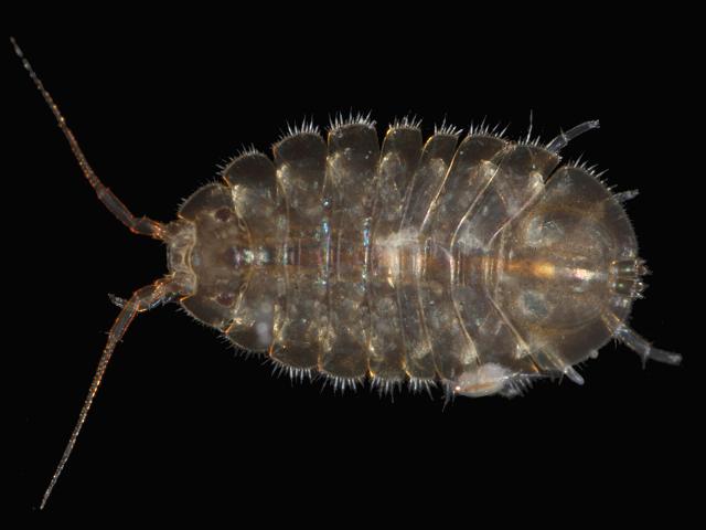 Jaera nordmanni Marine Animal Resembling Woodlouse isopod Isopoda Images