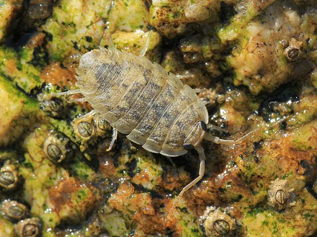 Ligia oceanica Sea Slater or Bilge Bug Isopoda Images
