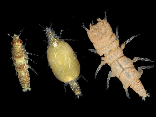 Paragnathia formica Isopod Marine Animal Resembling Woodlouse Isopoda Images