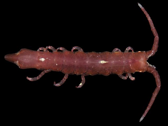 Stenosoma lancifer isopod Isopoda Images