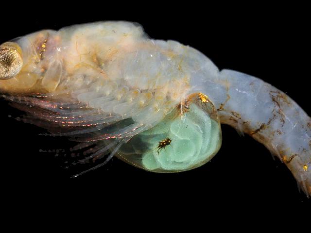 Unidentified mysid Shrimp Mysida eggs prelarvae brood pouch Images