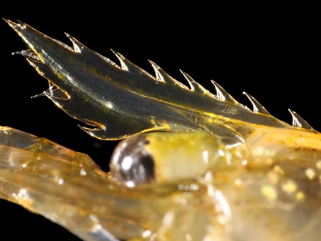 Palaemon elegans synonym Leander elegans Glass prawn Natantia Images