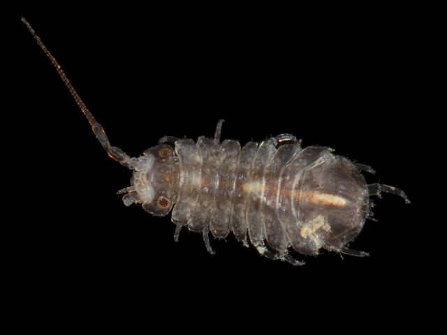 Jaera forsmani janiridae janirid isopod Marine Animal Resembling Woodlouse Isopoda Images
