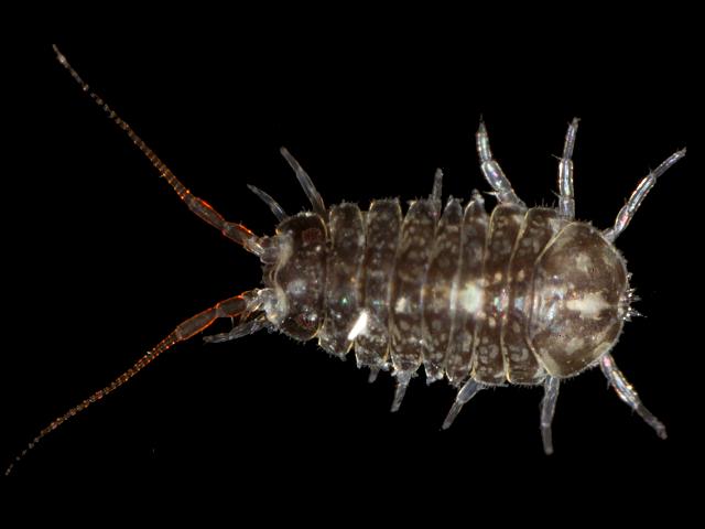 Jaera ischiosetosa janiridae janirid isopod Marine Animal Resembling Woodlouse Isopoda Images