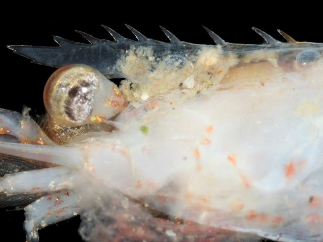 Pandalina brevirostris pandalidae pandalid prawn images