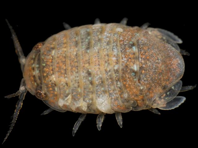Sphaeroma serratum Isopod Marine Animal Resembling Woodlouse Isopoda Images