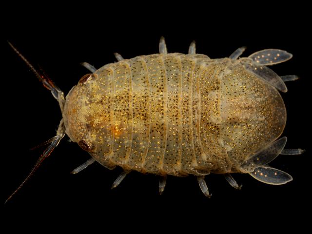 Lekanesphaera rugicauda synonym Sphaeroma Marine Animal Resembling Woodlouse Isopoda Images