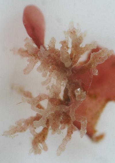 Parasitic algae UK Rhodophyta Seaweed images