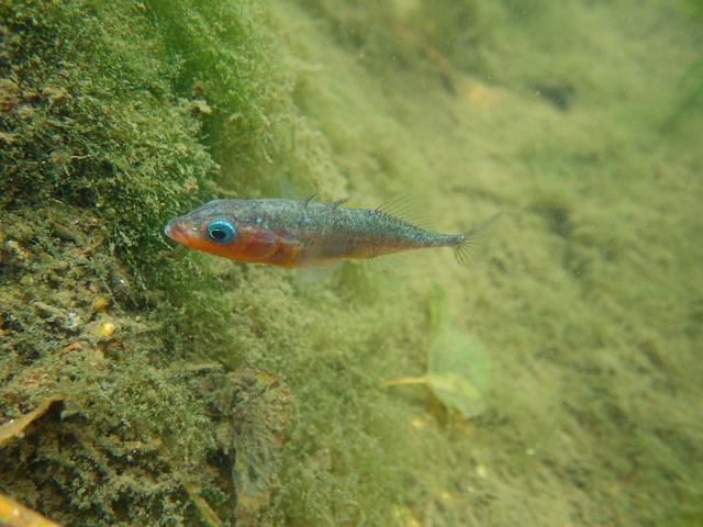 Gasterosteus aculeatus aculeatus Three spined stickleback Rockpool Fish Images