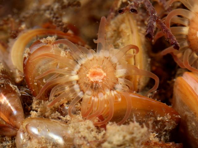 Aiptasiogeton pellucidus var comatus Fairy anemone Images