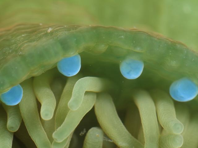 Actinia prasina Beadlet Anemone Sea Anemone Images