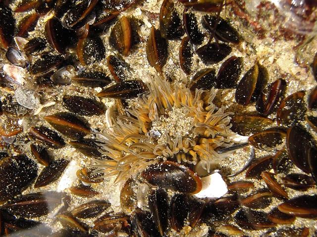 Anthopleura thallia Glaucus Pimplet Sea Anemone Images
