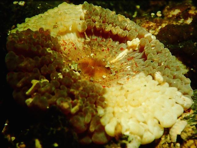 Capnea sanguinea Imperial Anemone Sea Anemones Images