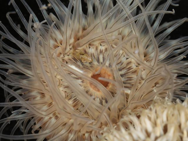 Sagartiogeton undatus Small Snakelocks Sea Anemone Images