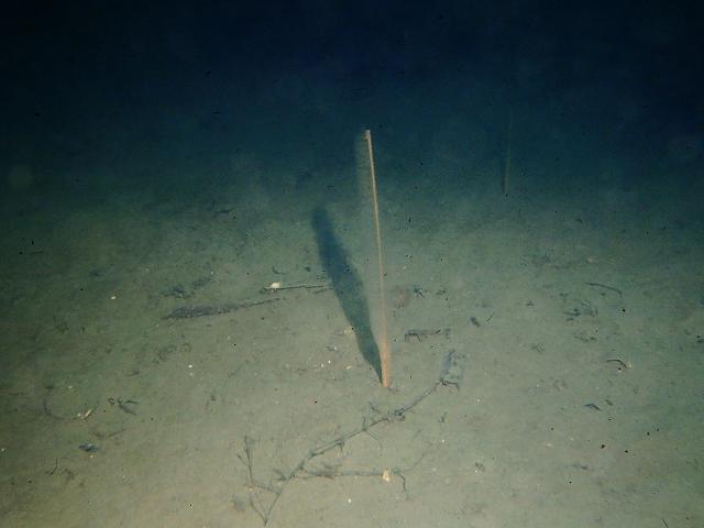Virgularia mirabilis Slender sea pen anthozoa images
