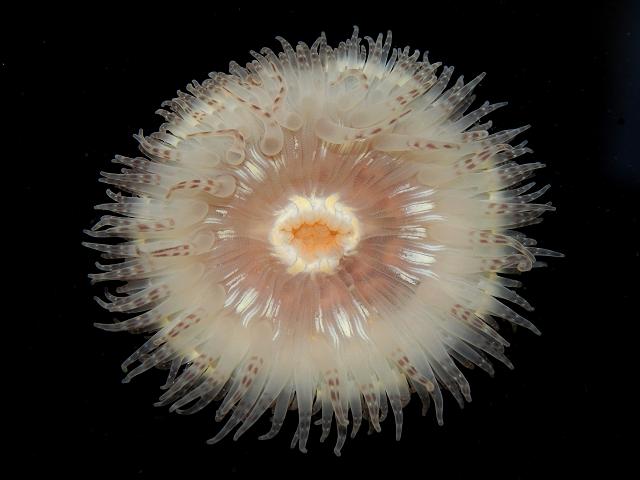 Calliactis parasitica Hermit Parasite Parasitic anemone Sea Anemone Images