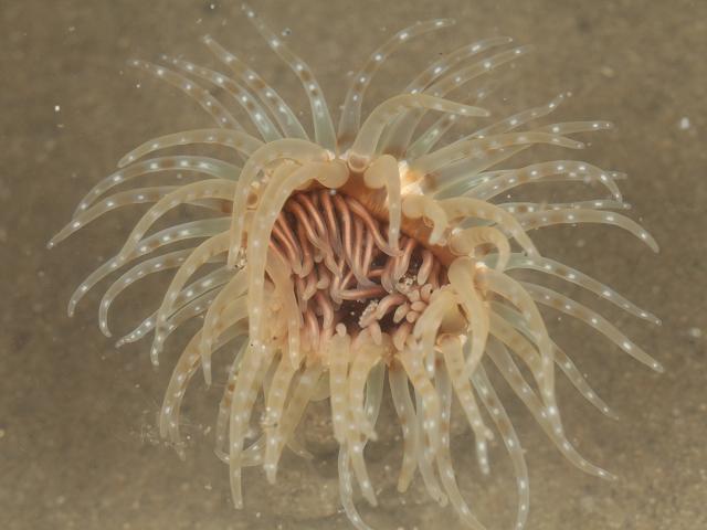 Cerianthidae Cerianthus lloydii tube sea anemone Images