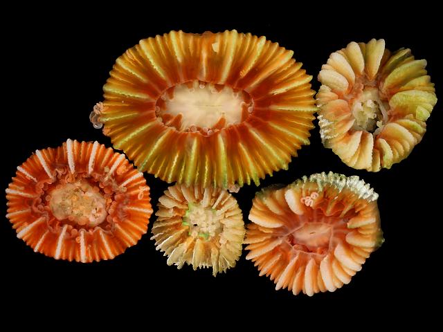 Caryophyllia smithii Devonshire Cup Coral Images