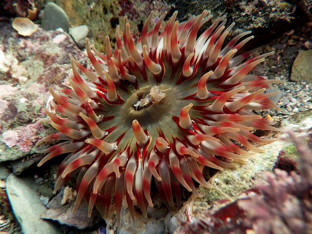 Urticina felina synonym Tealia felina Dahlia anemone wartlet Sea Anemone Images