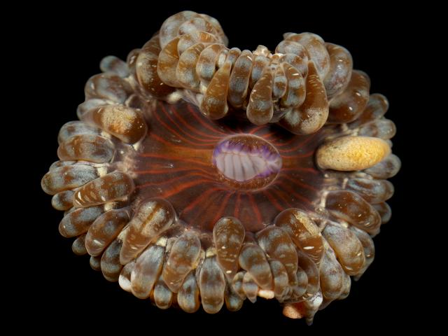 Cereus pedunculatus Daisy Anemone Sea Anemone Images