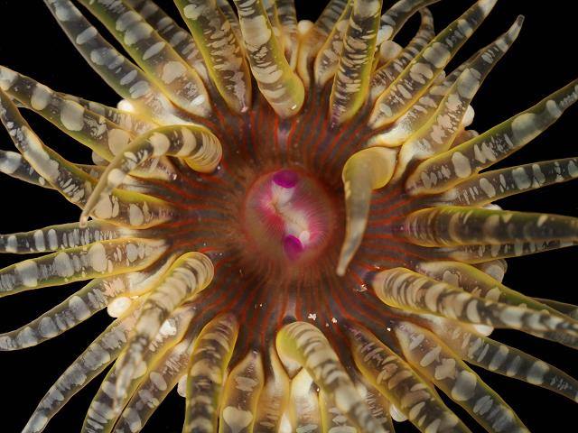 Aulactinia verrucosa Gem anemone pimplet Sea Anemone Images