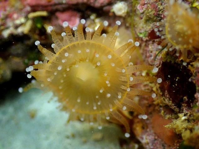 Corynactis viridis Jewel Anemone Globehorn Sea Anemone Images