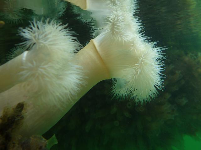 Metridium dianthus synonym senile Plumose Anemone Sea Anemone Images