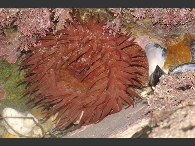Actinia fragacea Strawberry Anemone Sea Anemone Images