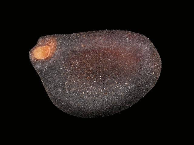 Convolvulaceae Calystegia soldanella Sea Bindweed seed Sea Bean Images UK