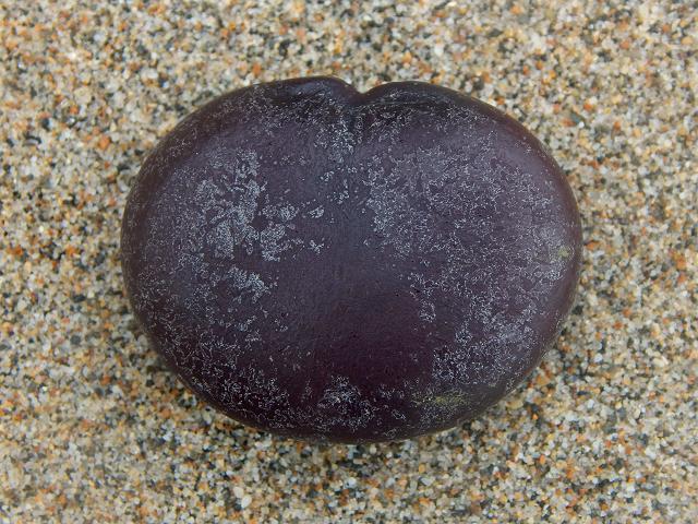Entada gigas Sea Heart Molucca Bean Cœur de la Mer Seeds Images UK