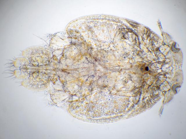 Caligus centrodonti parasitic sea louse on Ballan Wrasse copepod Images